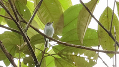 Phylloscartes superciliaris