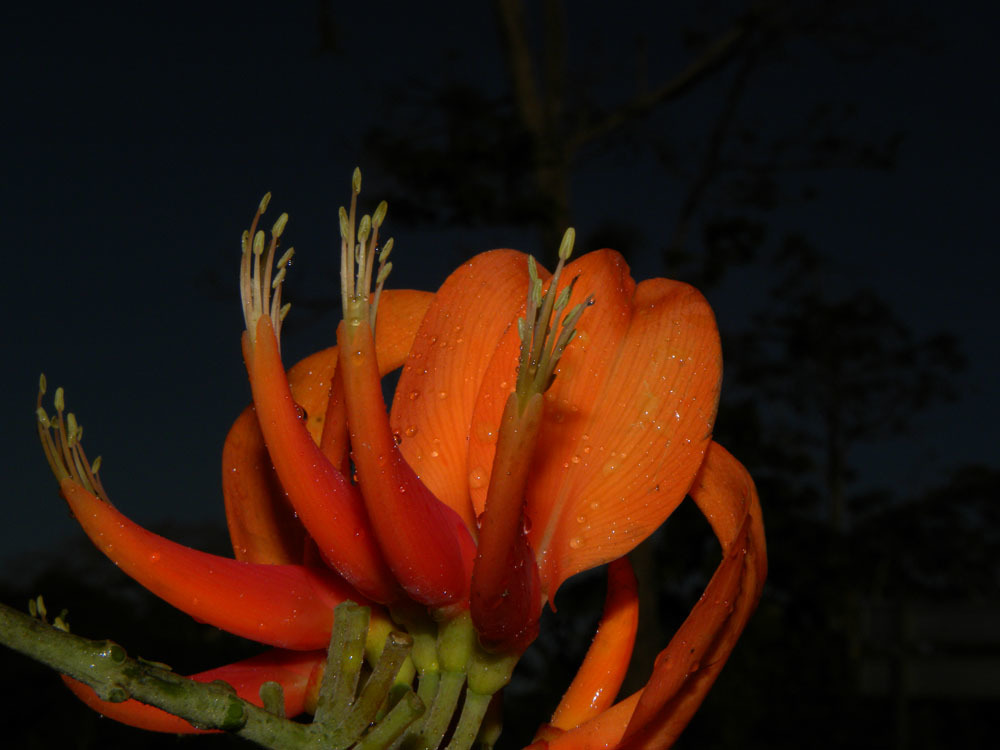 Erythrina poeppigiana