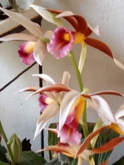 Phaius