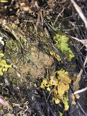 Psoroma hypnorum