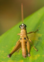 Ommatolampis perspicillata