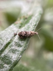 Tebenna gnaphaliella