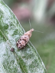 Tebenna gnaphaliella