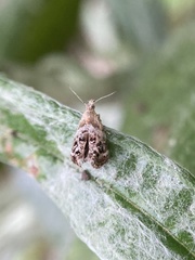 Tebenna gnaphaliella
