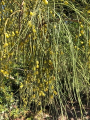 Retama monosperma