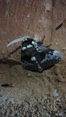 Megalopyge albicollis superba
