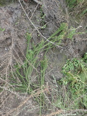 Selago villicaulis