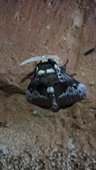 Megalopyge albicollis superba