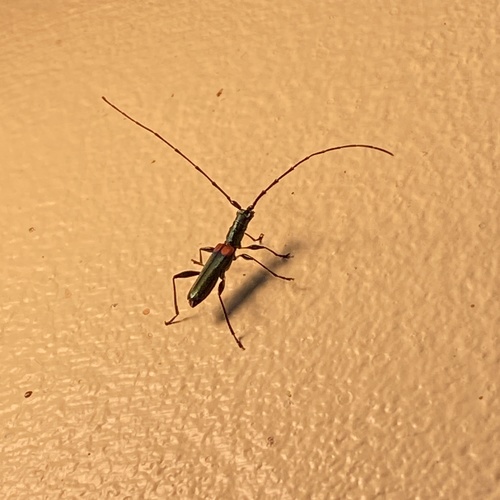 Lissozodes basalis