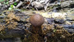 Lentinus substrictus