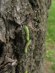Macrophya punctumalbum