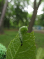 Macrophya punctumalbum
