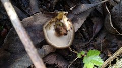 Lentinus substrictus