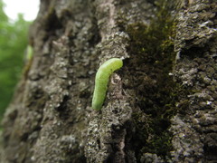 Macrophya punctumalbum