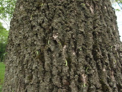 Macrophya punctumalbum