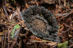 Sanguinoderma