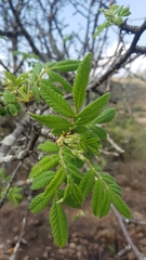 Bursera cuneata