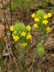 Castilleja lacera
