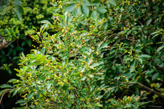 Euonymus carnosus