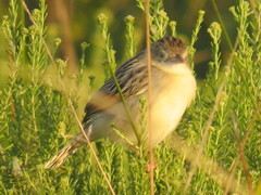 Cisticola natalensis