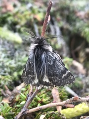 Leucobrephos brephoides