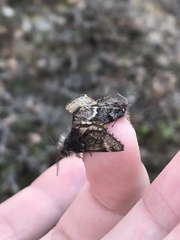 Leucobrephos brephoides