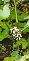 Sagittaria montevidensis