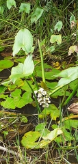 Sagittaria montevidensis