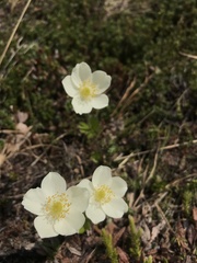 Anemonastrum sibiricum