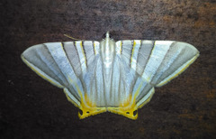 Phrygionis platinata