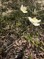 Anemonastrum sibiricum