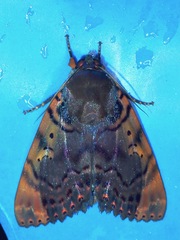Arcte modesta