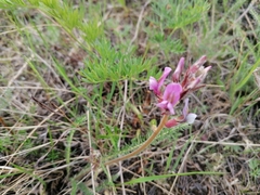 Oxytropis myriophylla
