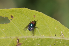 Lucilia eximia