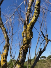 Xanthoria parietina