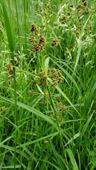 Scirpus polyphyllus