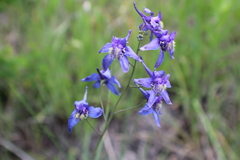 Delphinium treleasei