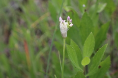 Allium canadense lavandulare