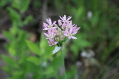 Allium canadense lavandulare