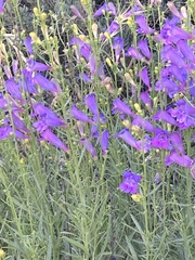 Penstemon heterophyllus australis