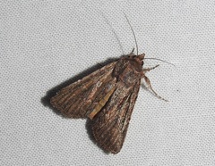 Ectopatria mundoides