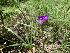 Tradescantia bracteata