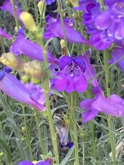 Penstemon heterophyllus australis