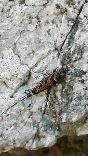upínavkovité (Machilidae)