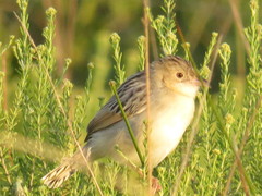 Cisticola natalensis