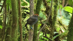 Conopophaga castaneiceps