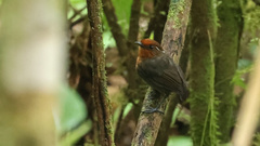 Conopophaga castaneiceps
