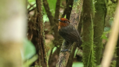 Conopophaga castaneiceps