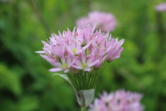 Allium canadense lavandulare