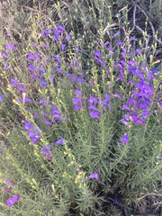Penstemon heterophyllus australis